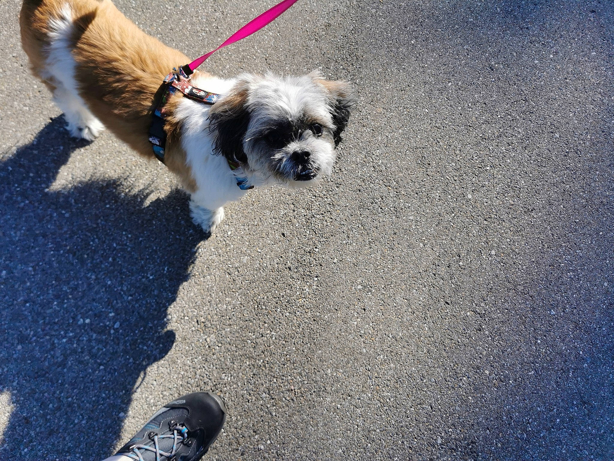 Bisou participe au concours pour gagner de l'argent avec cette photo : asphalt, athletic_shoe, canidae, carnivore, collar, companion_dog, dog, dog_breed, dog_collar, dog_supply, leash, pet_supply, road_surface, shadow, sneakers, snout, sporting_group, toy_dog, walking_shoe, working_animal