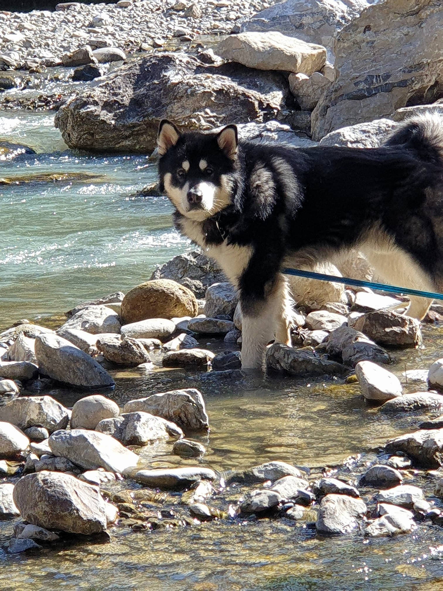 Naïko participe au concours pour gagner de l'argent avec cette photo : adventure, bedrock, canidae, canis, carnivore, coast, companion_dog, dog, dog_breed, ocean, rock, sporting_group, stream, terrestrial_animal, water, water_resources, watercourse, wind_wave, working_animal, working_dog