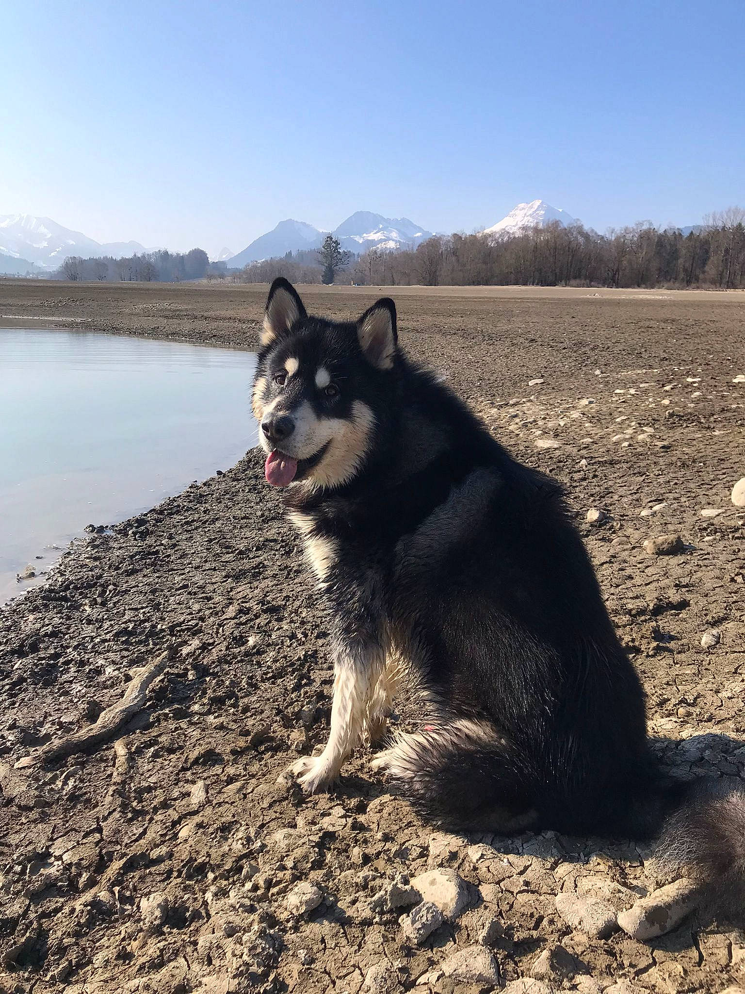 Naïko participe au concours pour gagner de l'argent avec cette photo : canidae, canis, carnivore, companion_dog, dog, dog_breed, herding_dog, lake, landscape, mountain, siberian_husky, sky, sled_dog, snout, soil, sporting_group, tail, water, wilderness, working_animal