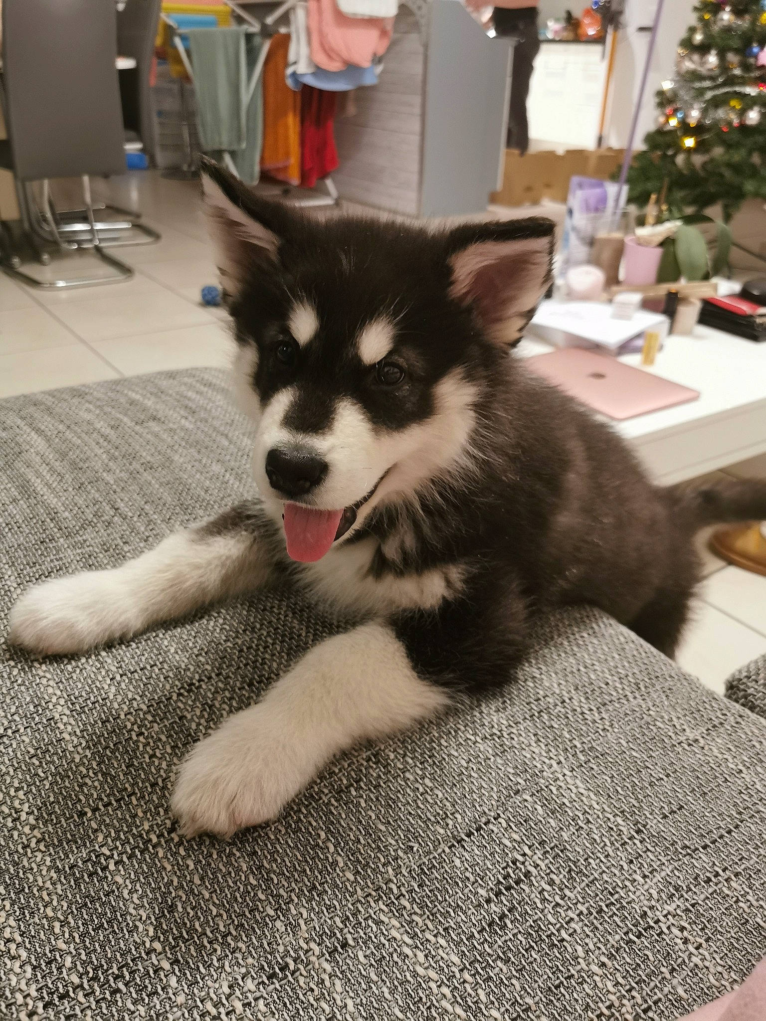 Naïko participe au concours pour gagner de l'argent avec cette photo : canidae, carnivore, carpet, christmas_decoration, dog, dog_breed, floor, flooring, fur, home_accessories, linens, mat, sled_dog, snout, square, terrestrial_animal, whiskers, working_animal, working_dog