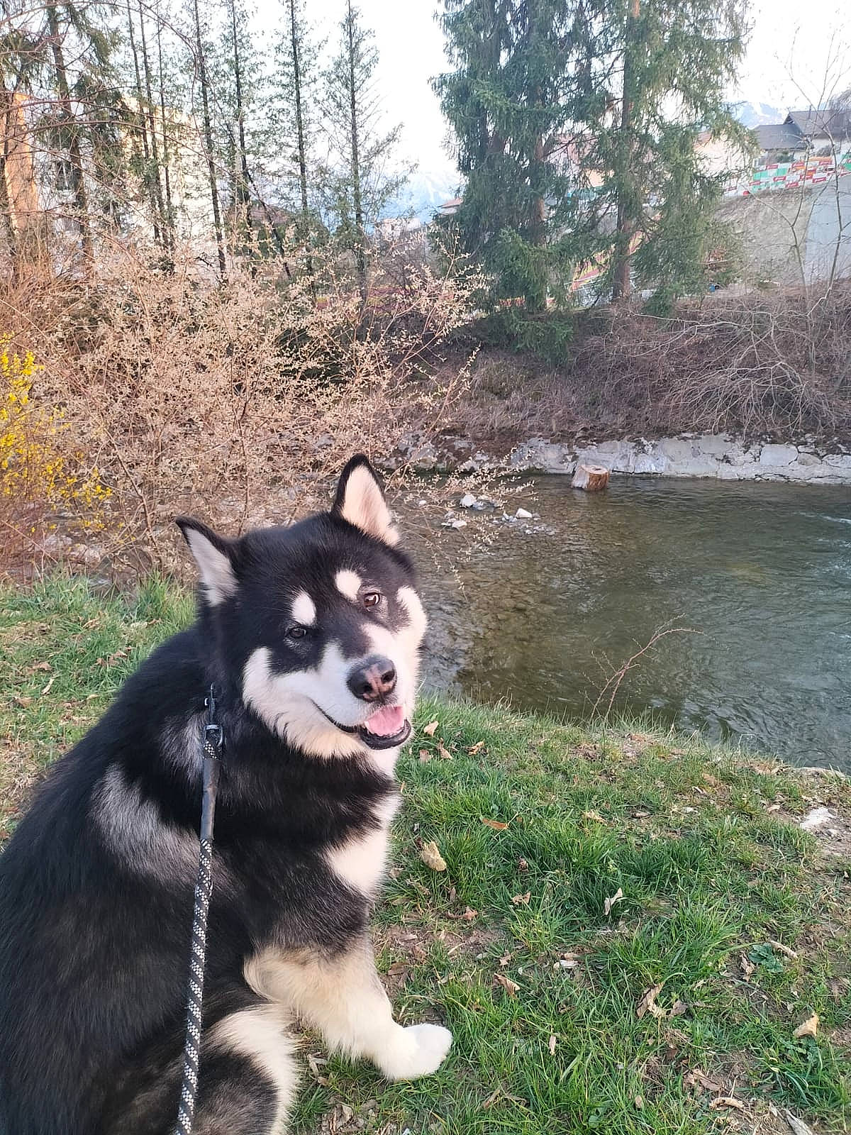 Naïko a rejoint le concours — aidez-le/la à gagner de superbes lots ! canidae, canis, carnivore, companion_dog, dog, dog_breed, grass, lake, plant, recreation, siberian_husky, sky, sled_dog, sporting_group, stream, terrestrial_animal, tree, water, working_animal, working_dog