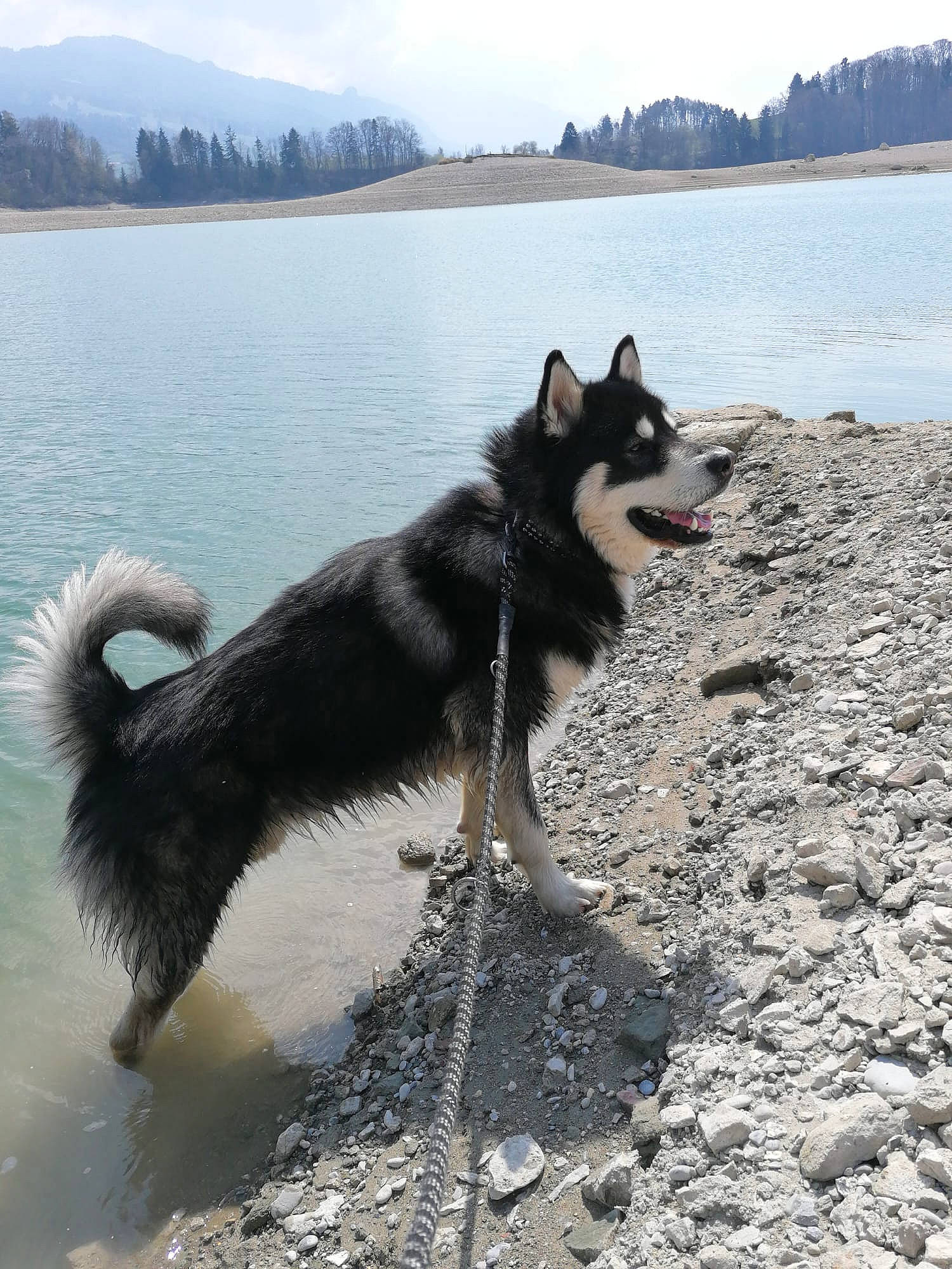 Naïko a rejoint le concours — aidez-le/la à gagner de superbes lots ! body_of_water, canidae, canis, carnivore, cloud, collar, companion_dog, dog, dog_breed, herding_dog, lake, lake_district, sky, sporting_group, tail, tree, vertebrate, water, working_animal, working_dog