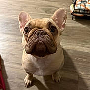 Piper joined the competition — help win amazing prizes! french_bulldog, dog, pet, tan_fur, wrinkled_face, big_eyes, upright_ears, sitting, paws, snout, indoor, hardwood_floor, crate, blanket, gaze, portrait, adorable, closeup, compact_body, whiskers