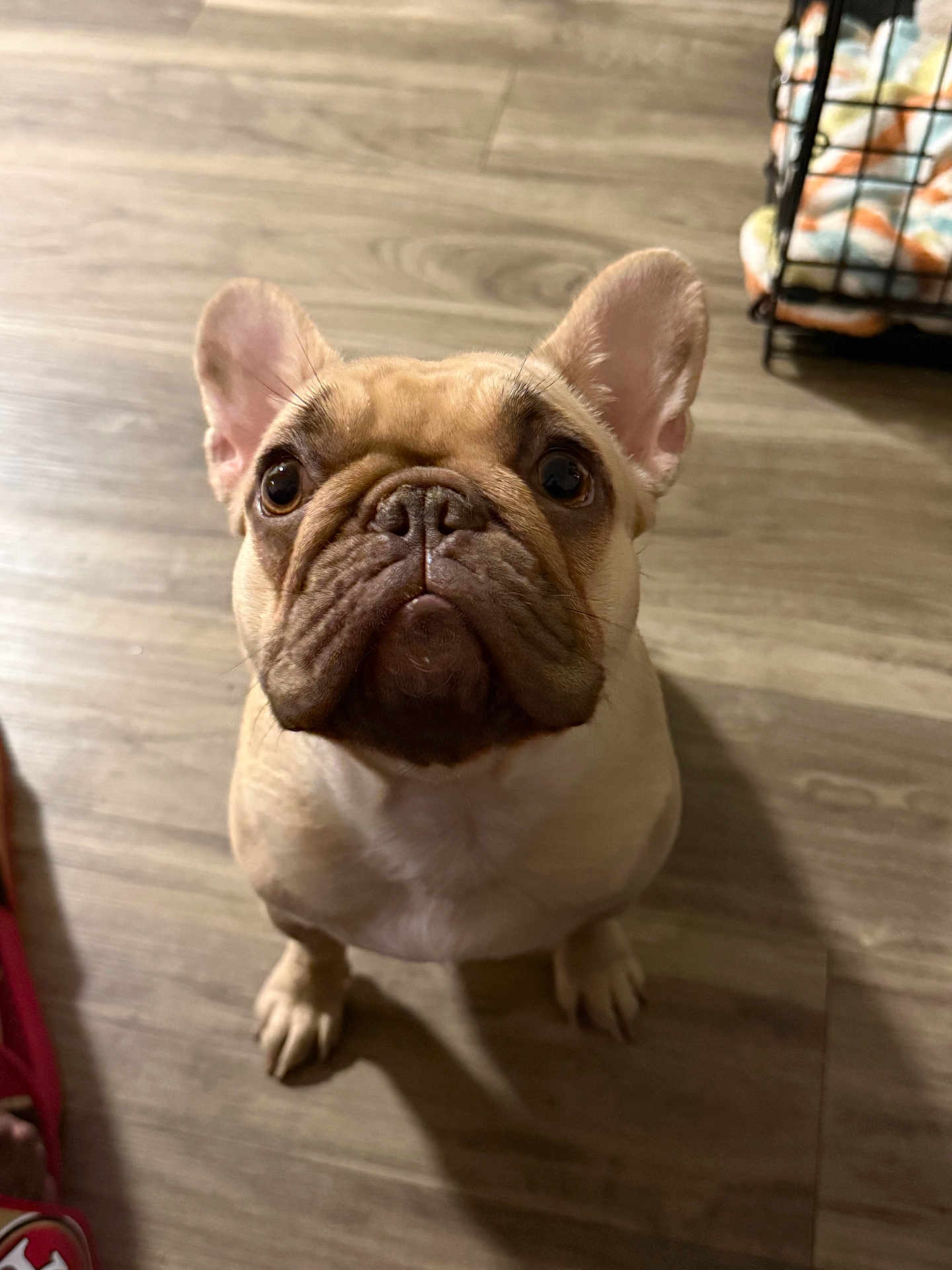 Piper joined the competition — help win amazing prizes! french_bulldog, dog, pet, tan_fur, wrinkled_face, big_eyes, upright_ears, sitting, paws, snout, indoor, hardwood_floor, crate, blanket, gaze, portrait, adorable, closeup, compact_body, whiskers