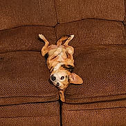 Daisy Mae is registered to the contest to win money with this photo: dog, brown_couch, upside_down, pet, indoor, relaxed, ears_flopped, curious, small_dog, furniture, home, floor, shoes, clutter, cozy, texture, resting, animal, looking_at_camera, casual