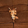 dog, brown_couch, upside_down, pet, indoor, relaxed, ears_flopped, curious, small_dog, furniture, home, floor, shoes, clutter, cozy, texture, resting, animal, looking_at_camera, casual