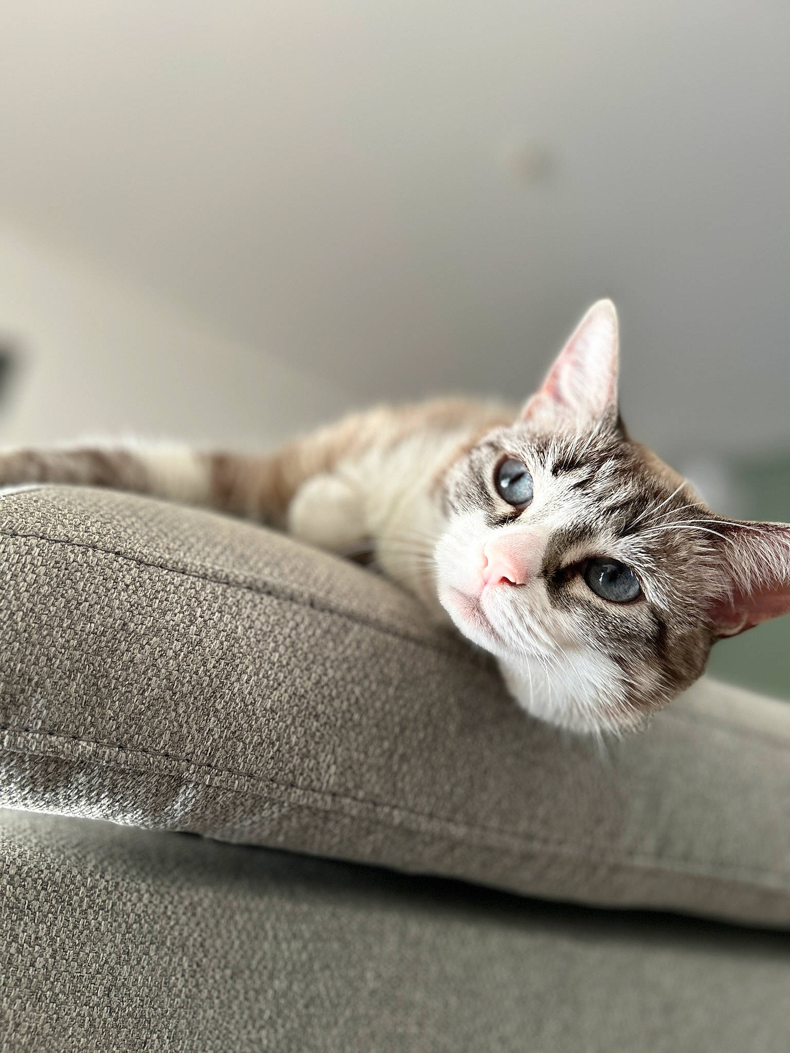 Pita a rejoint le concours — aidez-le/la à gagner de superbes lots ! carnivore, cat, claw, comfort, domestic_short_haired_cat, door, ear, eye, eyelash, fawn, felidae, fur, grey, paw, small_to_medium_sized_cats, snout, tree, whiskers, window, wood