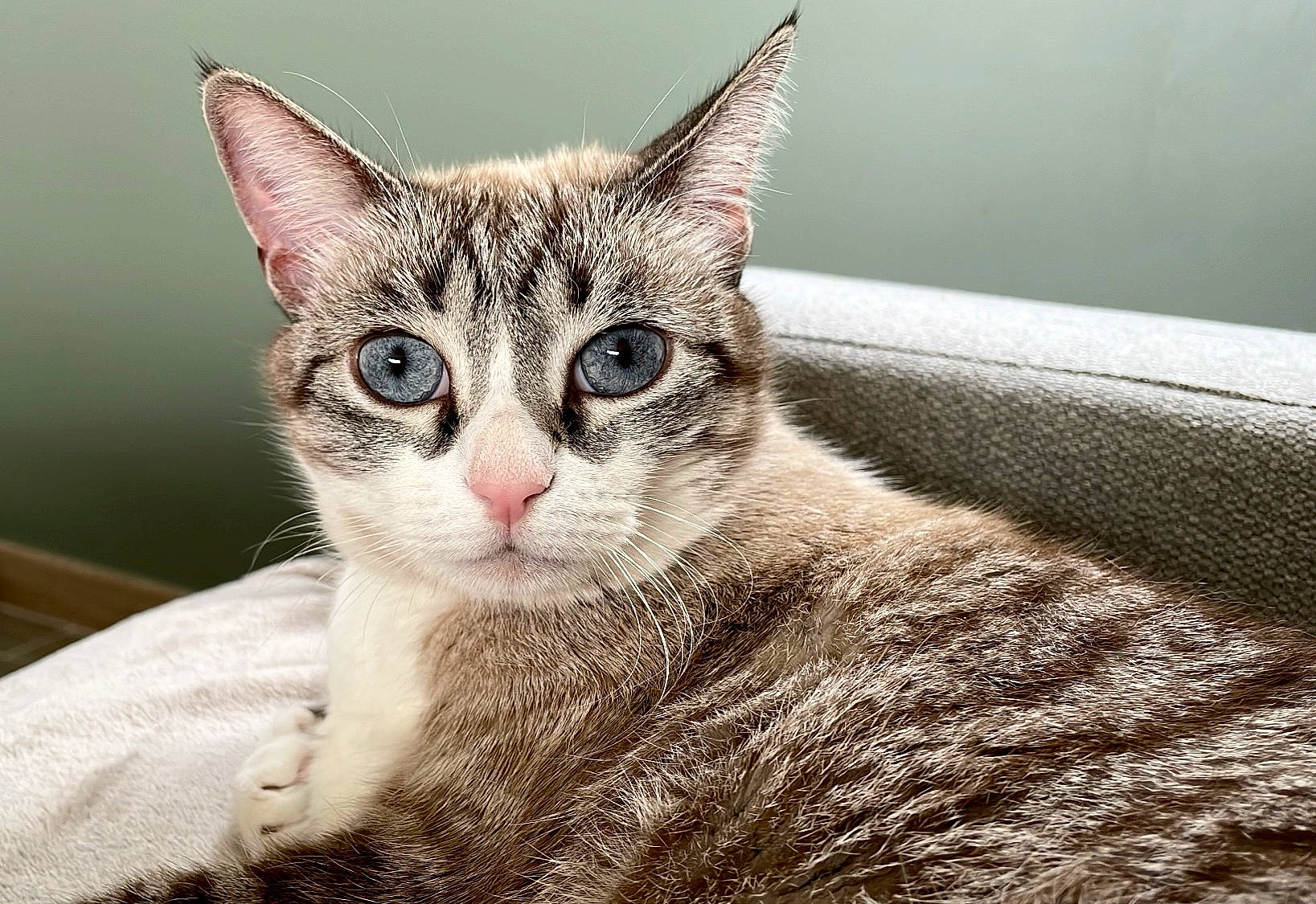 Pita a rejoint le concours — aidez-le/la à gagner de superbes lots ! carnivore, cat, cat_furniture, cat_supply, claw, collar, domestic_short_haired_cat, eye, felidae, fur, paw, pet_supply, sitting, small_to_medium_sized_cats, tail, terrestrial_animal, tree, whiskers, wildlife, window