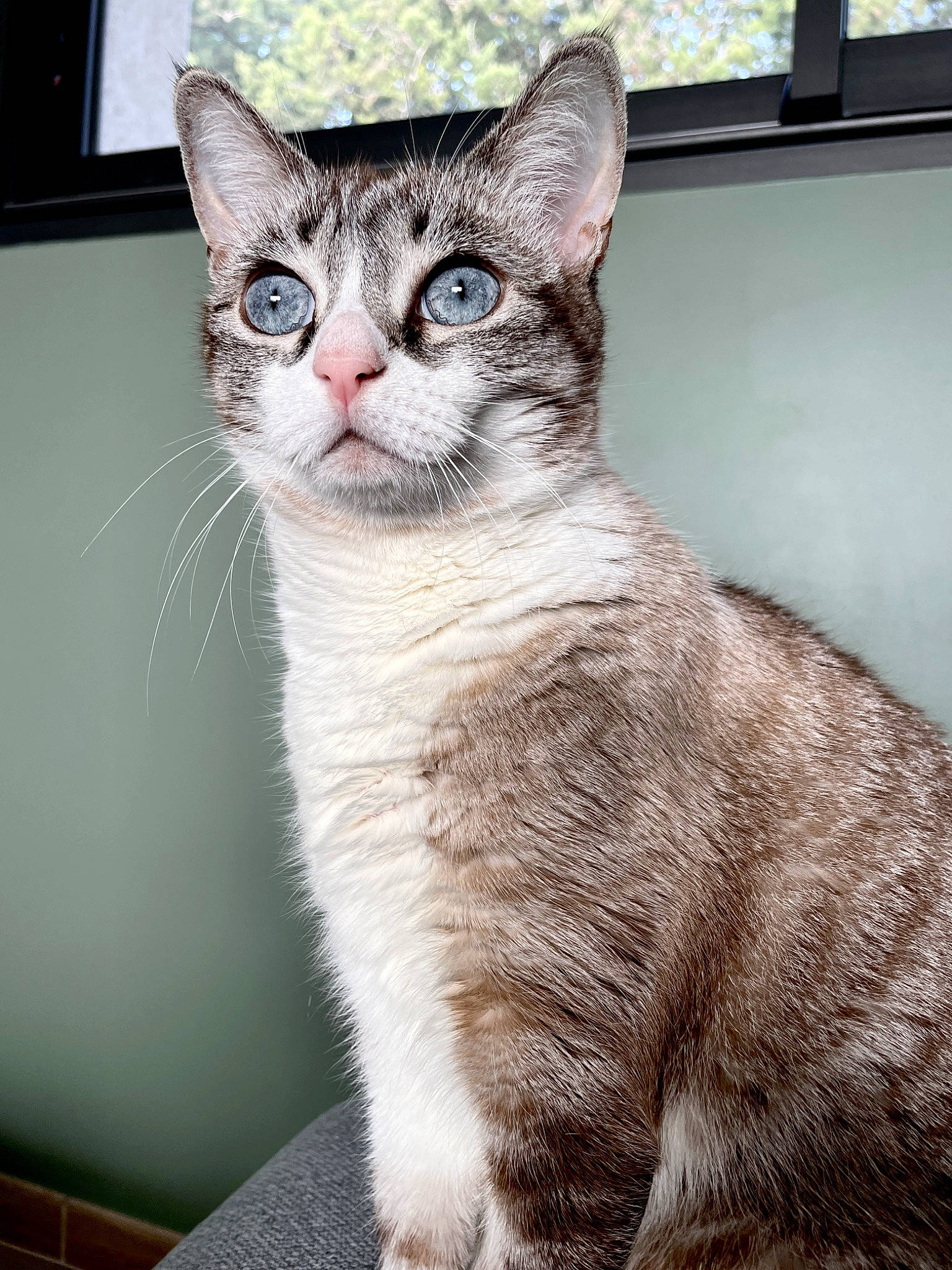 Pita participe au concours pour gagner de l'argent avec cette photo : carnivore, cat, claw, domestic_short_haired_cat, eye, felidae, fur, paw, small_to_medium_sized_cats, snout, tail, terrestrial_animal, whiskers, window