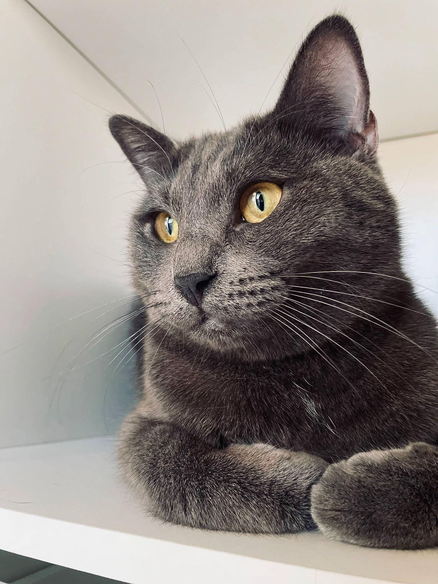 Simba participe au concours pour gagner de l'argent avec cette photo : carnivore, cat, domestic_short_haired_cat, felidae, fur, grey, rectangle, russian_blue, small_to_medium_sized_cats, terrestrial_animal, whiskers