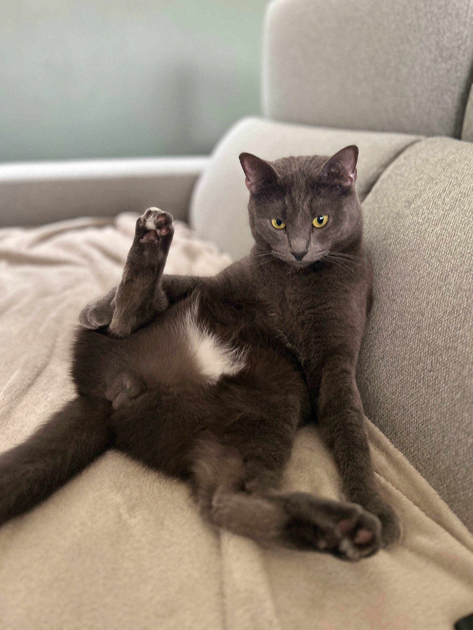 Simba a rejoint le concours — aidez-le/la à gagner de superbes lots ! carnivore, cat, cat_bed, cat_supply, claw, comfort, domestic_short_haired_cat, ear, eye, felidae, fur, grey, paw, sitting, small_to_medium_sized_cats, tail, whiskers