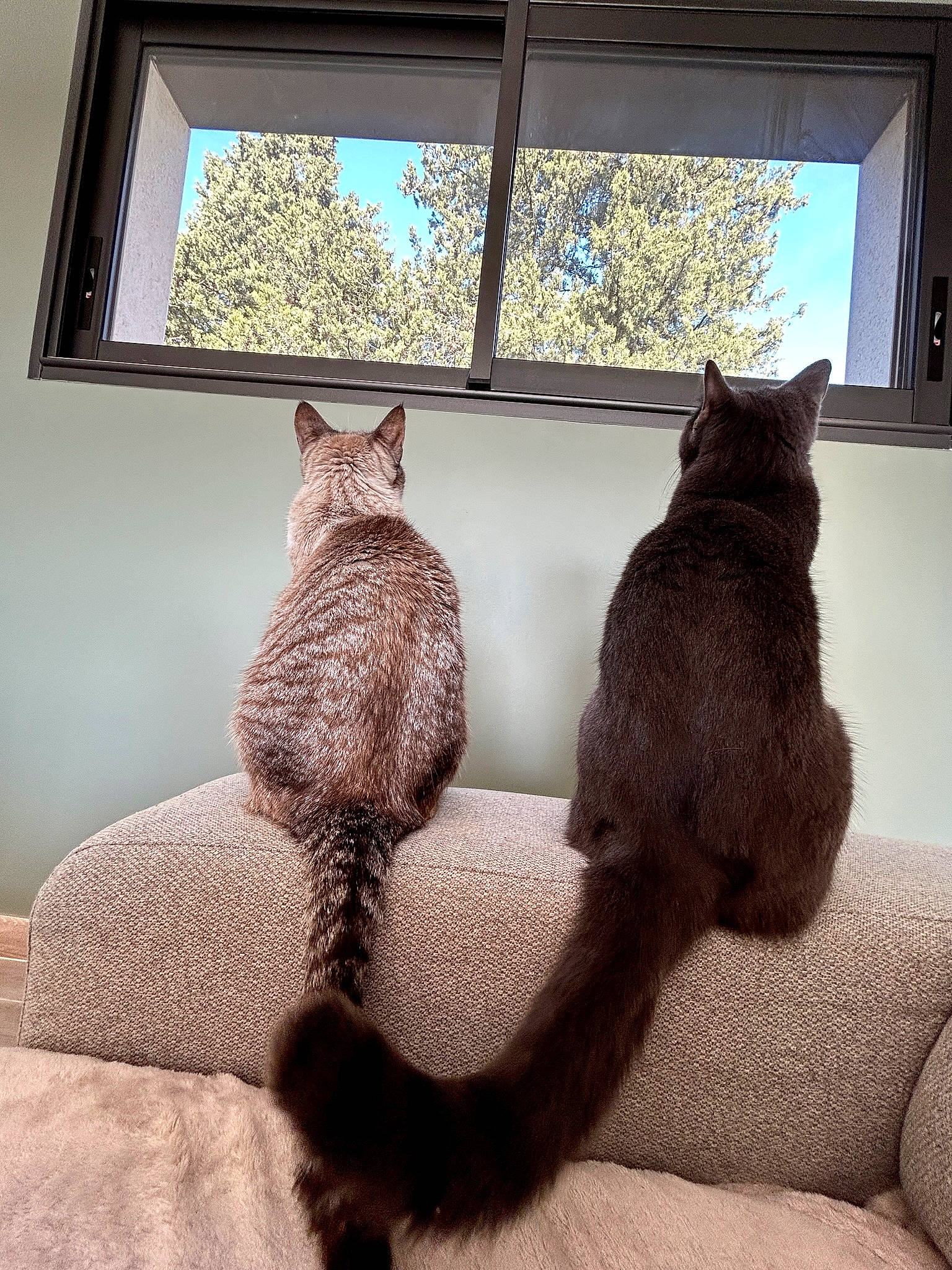 Simba a rejoint le concours — aidez-le/la à gagner de superbes lots ! carnivore, cat, comfort, fawn, felidae, grey, light, line, mammal, plant, small_to_medium_sized_cats, tail, tints_and_shades, tree, twig, vertebrate, whiskers, white, window, wood