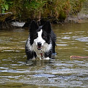 Sweety participe au concours pour gagner de l'argent avec cette photo : dog, border_collie, water, river, stick, nature, greenery, wet, animal, outdoor, playful, canine, pet, fur, black_and_white, happy, standing, shallow_water, summer, daylight