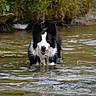 animal, black_and_white, border_collie, canine, daylight, dog, fur, greenery, happy, nature, outdoor, pet, playful, river, shallow_water, standing, stick, summer, water, wet