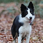 Sweety participe au concours pour gagner de l'argent avec cette photo : dog, border_collie, black_and_white, standing, forest, leaves, outdoor, nature, animal, pet, alert, grass, canine, fur, mammal, playful, collar, looking, walking, daylight