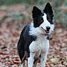 dog, border_collie, black_and_white, standing, forest, leaves, outdoor, nature, animal, pet, alert, grass, canine, fur, mammal, playful, collar, looking, walking, daylight