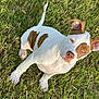 Noah joined the competition — help win amazing prizes! dog, puppy, grass, outdoor, pet, canine, brown_spots, white_fur, ears, tail, cute, young, animal, nature, playful, laying_down, sunlight, looking_up, friendly, alert
