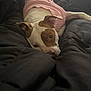 Noah joined the competition — help win amazing prizes! dog, pink_sweater, bedroom, black_comforter, resting, indoor, pet, canine, relaxed, sleepy, fur, white_and_brown, lying_down, cozy, warm, comfort, home, domestic_animal, animal, cute