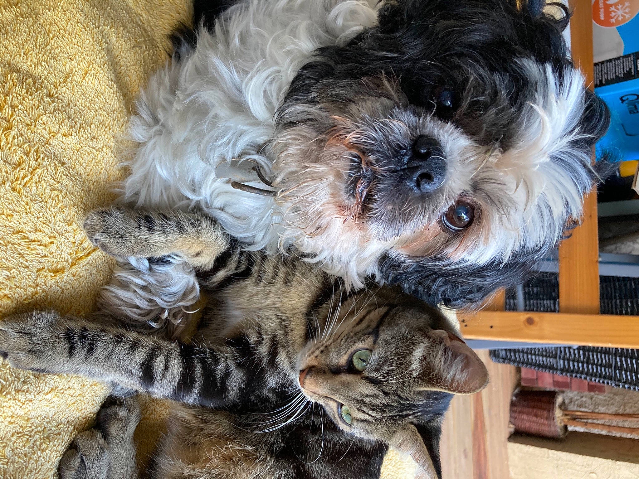 Dolcevita participe au concours pour gagner de l'argent avec cette photo : canidae, carnivore, cat, companion_dog, dog, dog_breed, domestic_short_haired_cat, fur, shih_poo, small_terrier, snout, sporting_group, tail, terrestrial_animal, terrier, toy_dog, whiskers, wood, working_animal, yorkipoo