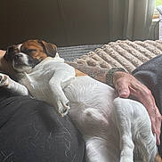 Rebel is registered to the contest to win money with this photo: blanket, casual, comfort, couch, cozy, dog, fur, hand, home, indoors, lap, natural_light, person, pet, relaxation, rest, sleeping, soft, watch, window