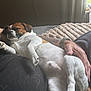 blanket, casual, comfort, couch, cozy, dog, fur, hand, home, indoors, lap, natural_light, person, pet, relaxation, rest, sleeping, soft, watch, window