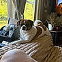 Rebel is registered to the contest to win money with this photo: animal, attention, blanket, brown_and_white, canine, cozy, curtains, dog, fur, home, indoor, laying, living_room, pet, plant, relaxing, remote_control, sunlight, table, window