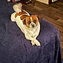 Rebel is registered to the contest to win money with this photo: animal, bed, blanket, blurry, brown_and_white, canine, cozy, dog, domestic, fur, furniture, home, indoor, laundry_basket, lying_down, paws_crossed, pet, relaxed, vacuum_cleaner, wooden_floor