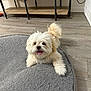 Alan is registered to the contest to win money with this photo: animal, carpet, cozy, cream_color, cute, dog, fluffy, fur, happy, home, indoor, lying_down, pet, puppy, rug, shelf, small_dog, tail, tongue_out, wooden_floor