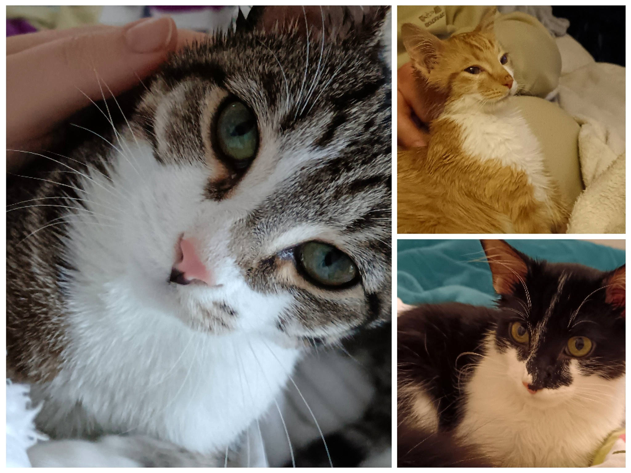 Zazu Zéphyr Et Zébulon participe au concours pour gagner de l'argent avec cette photo : beauty, carnivore, cat, close_up, collage, domestic_short_haired_cat, ear, eye, eyelash, felidae, fur, mammal, photography, rectangle, small_to_medium_sized_cats, snapshot, snout, stock_photography, whiskers, wildlife