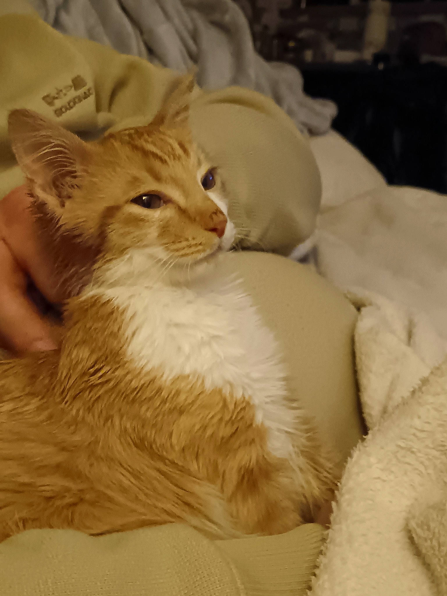 Zazu Zéphyr Et Zébulon participe au concours pour gagner de l'argent avec cette photo : art, bed, bed_sheet, carnivore, cat, claw, comfort, domestic_short_haired_cat, fawn, felidae, fur, linens, nap, paw, sitting, small_to_medium_sized_cats, snout, tail, whiskers, wood