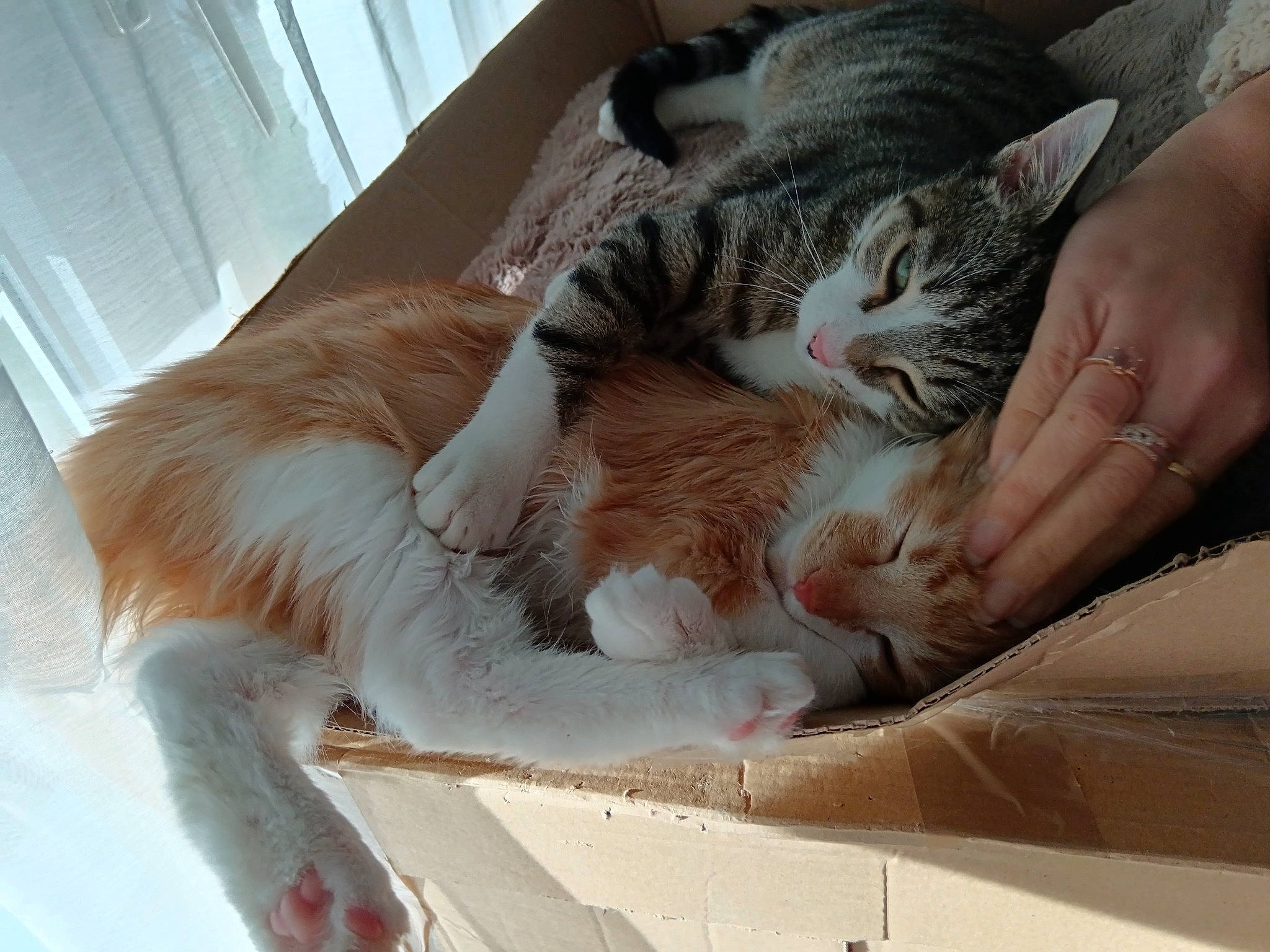 Zazu Zéphyr Et Zébulon participe au concours pour gagner de l'argent avec cette photo : carnivore, cat, cat_bed, claw, comfort, domestic_short_haired_cat, fawn, felidae, fur, gesture, human_leg, lap, nail, nap, paw, sitting, sleep, small_to_medium_sized_cats, tail, whiskers