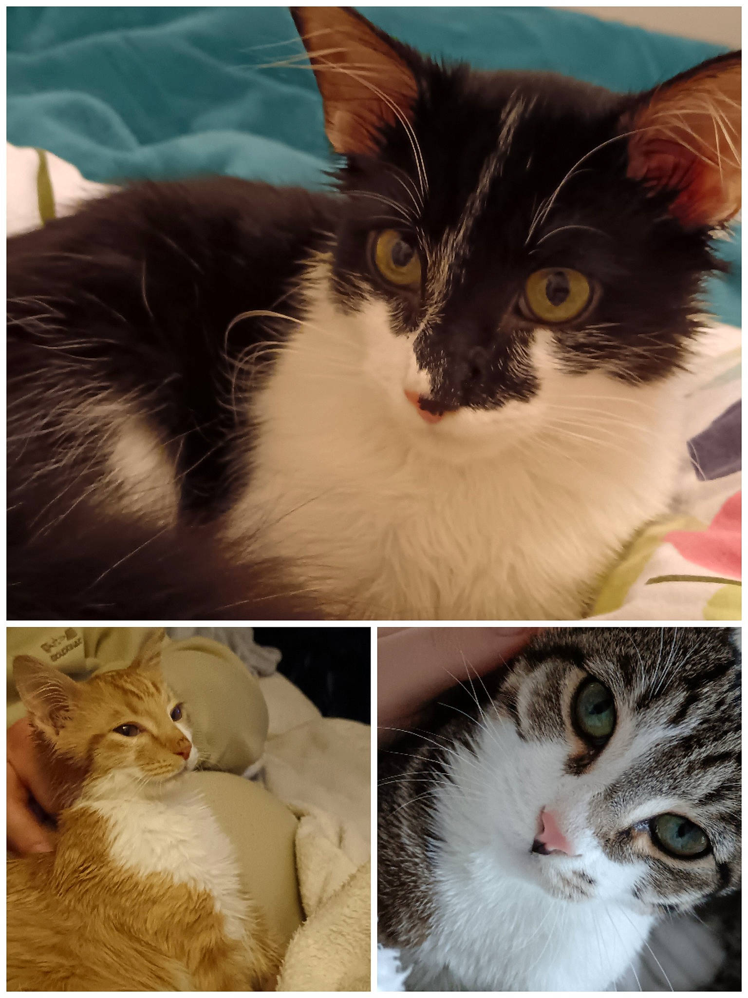 Zazu Zéphyr Et Zébulon participe au concours pour gagner de l'argent avec cette photo : beauty, carnivore, cat, collage, ear, eye, eyelash, felidae, gesture, iris, nose, organism, photograph, small_to_medium_sized_cats, snapshot, snout, vertebrate, whiskers, white, window