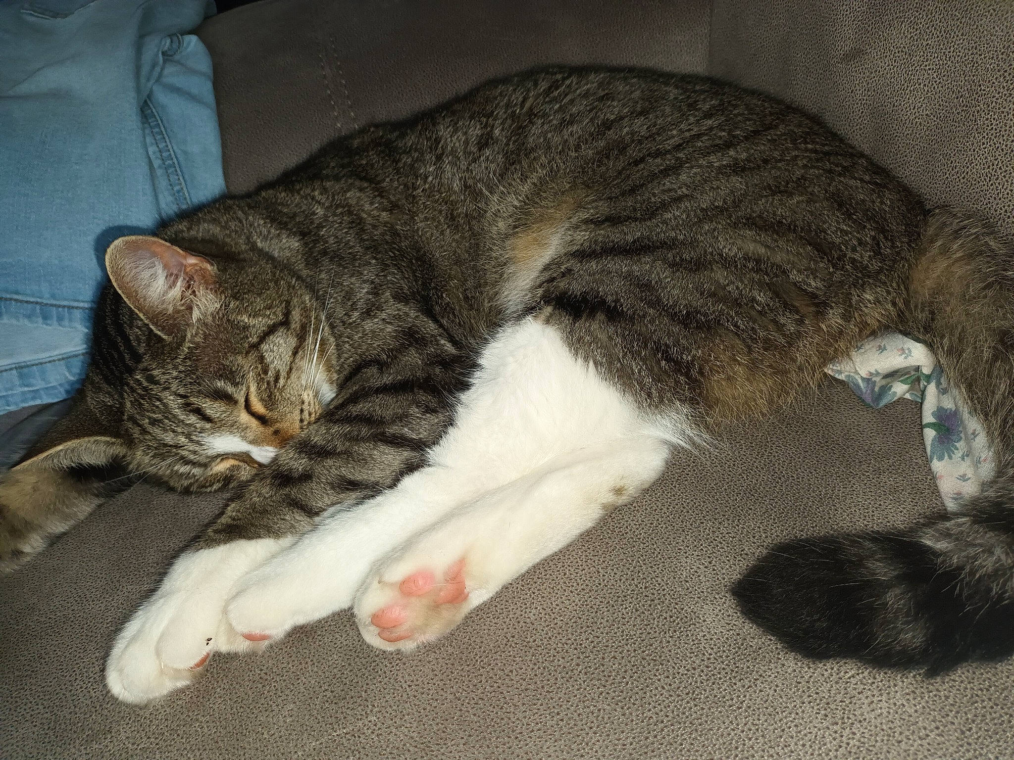 Umy a rejoint le concours — aidez-le/la à gagner de superbes lots ! carnivore, cat, claw, comfort, domestic_short_haired_cat, felidae, fur, nap, paw, sleep, small_to_medium_sized_cats, snout, tail, terrestrial_animal, whiskers