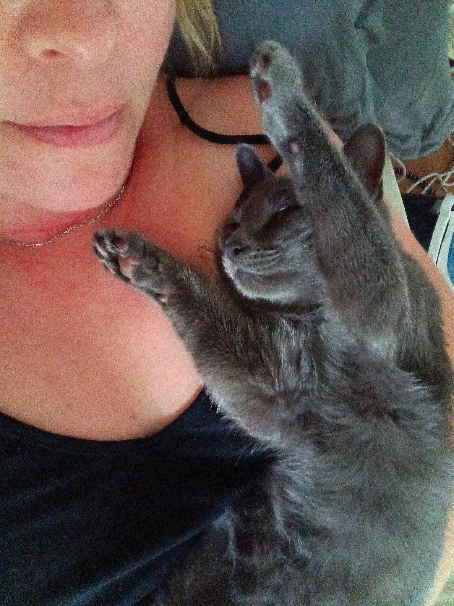 Umy participe au concours pour gagner de l'argent avec cette photo : carnivore, cat, claw, comfort, dog_breed, domestic_short_haired_cat, ear, eyelash, felidae, finger, fur, gesture, hand, jaw, jewellery, paw, small_to_medium_sized_cats, vertebrate, whiskers, wildlife_biologist