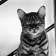 Tyson a rejoint le concours — aidez-le/la à gagner de superbes lots ! cat, tabby_cat, black_and_white, striped, sitting, animal, pet, whiskers, ears, eyes, portrait, feline, indoor, metal_bars, ledges, close_up, furry, mammal, alert, still_life