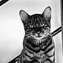 cat, tabby_cat, black_and_white, striped, sitting, animal, pet, whiskers, ears, eyes, portrait, feline, indoor, metal_bars, ledges, close_up, furry, mammal, alert, still_life