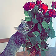 Pola a rejoint le concours — aidez-le/la à gagner de superbes lots ! animal, cat, curious, decor, domestic_cat, feline, flora, flowers, green_leaves, home, indoor, kitten, pet, plant, roses, tabby, table, vase, wooden_table, young_cat