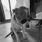 Mamour participe au concours pour gagner de l'argent avec cette photo : animal, black_and_white, cat_tail, companion, curtains, cute, dog, domestic, funny, furniture, home, indoor, novelty_glasses, pet, shy, sitting, sunglasses, tail, tile_floor, window