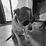 animal, black_and_white, cat_tail, companion, curtains, cute, dog, domestic, funny, furniture, home, indoor, novelty_glasses, pet, shy, sitting, sunglasses, tail, tile_floor, window