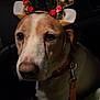 Mamour a rejoint le concours — aidez-le/la à gagner de superbes lots ! accessory, animal, brown_and_white, close_up, collar, costume, cute, dark_background, dog, ears, face, festive, holiday, indoors, leash, looking, nose, pet, reindeer_antlers, whiskers