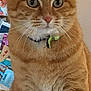 animal, attention, cat, closeup, collar, cute, domestic_cat, ears, face, feline, fur, green_eyes, indoor, mammal, orange_tabby, pet, portrait, sitting, table, whiskers