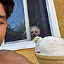 Nino is registered to the contest to win money with this photo: person, ice_cream, cone, dog, window, curtains, wall, outdoor, summer, melting, food, face, hair, skin, hand, background, pet, animal, yellow_wall, casual