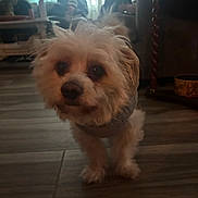 Nino is registered to the contest to win money with this photo: dog, small_dog, fluffy, indoor, wooden_floor, furniture, people, couch, curtains, window, living_room, pet, animal, domestic, cozy, soft_light, household, companionship, curious, brown