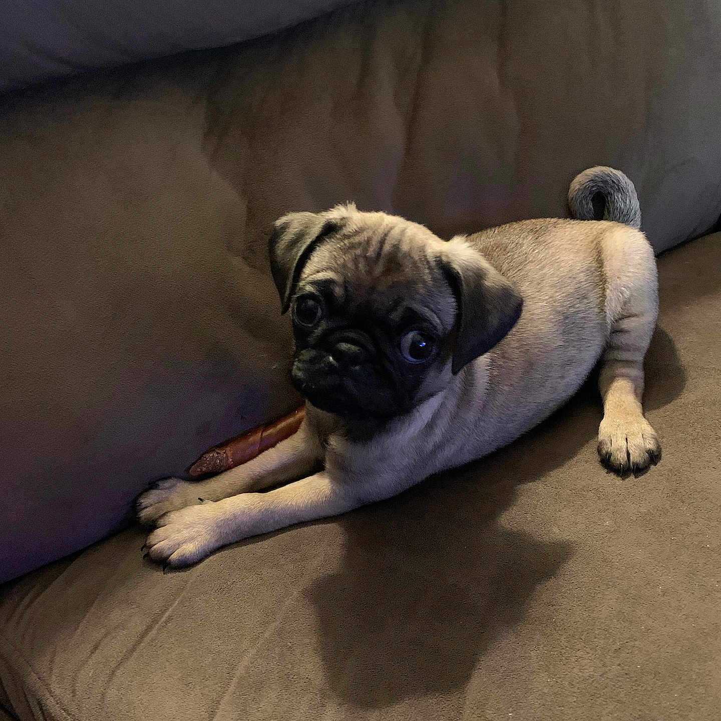 Emmy Lou is registered to the contest to win money with this photo: animal, canine, couch, cushion, dog, furniture, homedecor, pet, pug, puppy