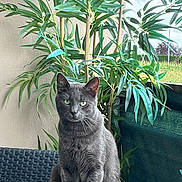 Snow participe au concours pour gagner de l'argent avec cette photo : cat, gray_cat, green_eyes, plant, foliage, chair, outdoor, balcony, pet, animal, sitting, portrait, nature, daylight, feline, domestic_cat, leaf, texture, background, window
