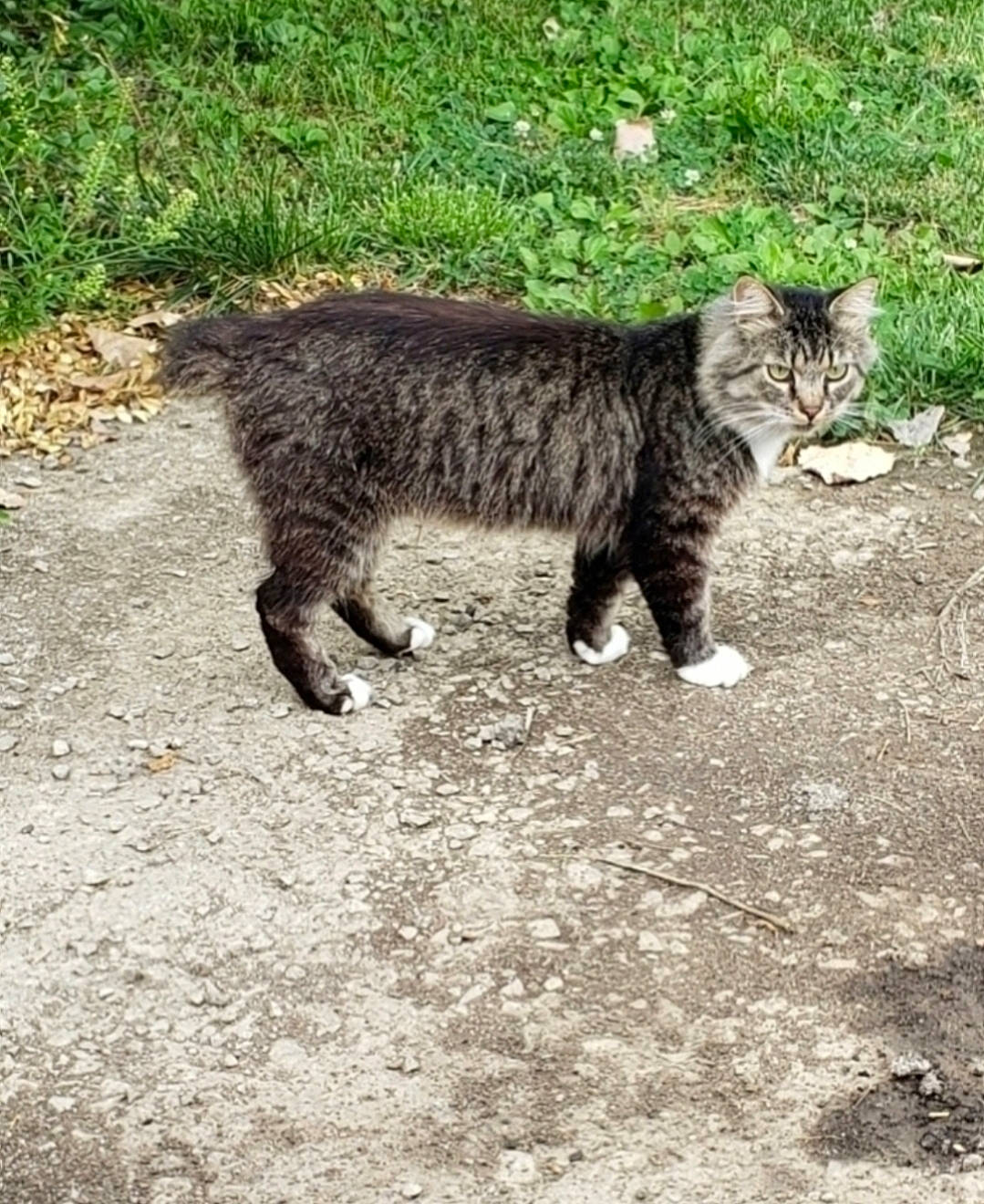 Hannibal is registered to the contest to win money with this photo: carnivore, cat, claw, domestic_short_haired_cat, eye, felidae, fur, grass, paw, plant, road_surface, small_to_medium_sized_cats, soil, tail, terrestrial_animal, tree, whiskers, wildlife
