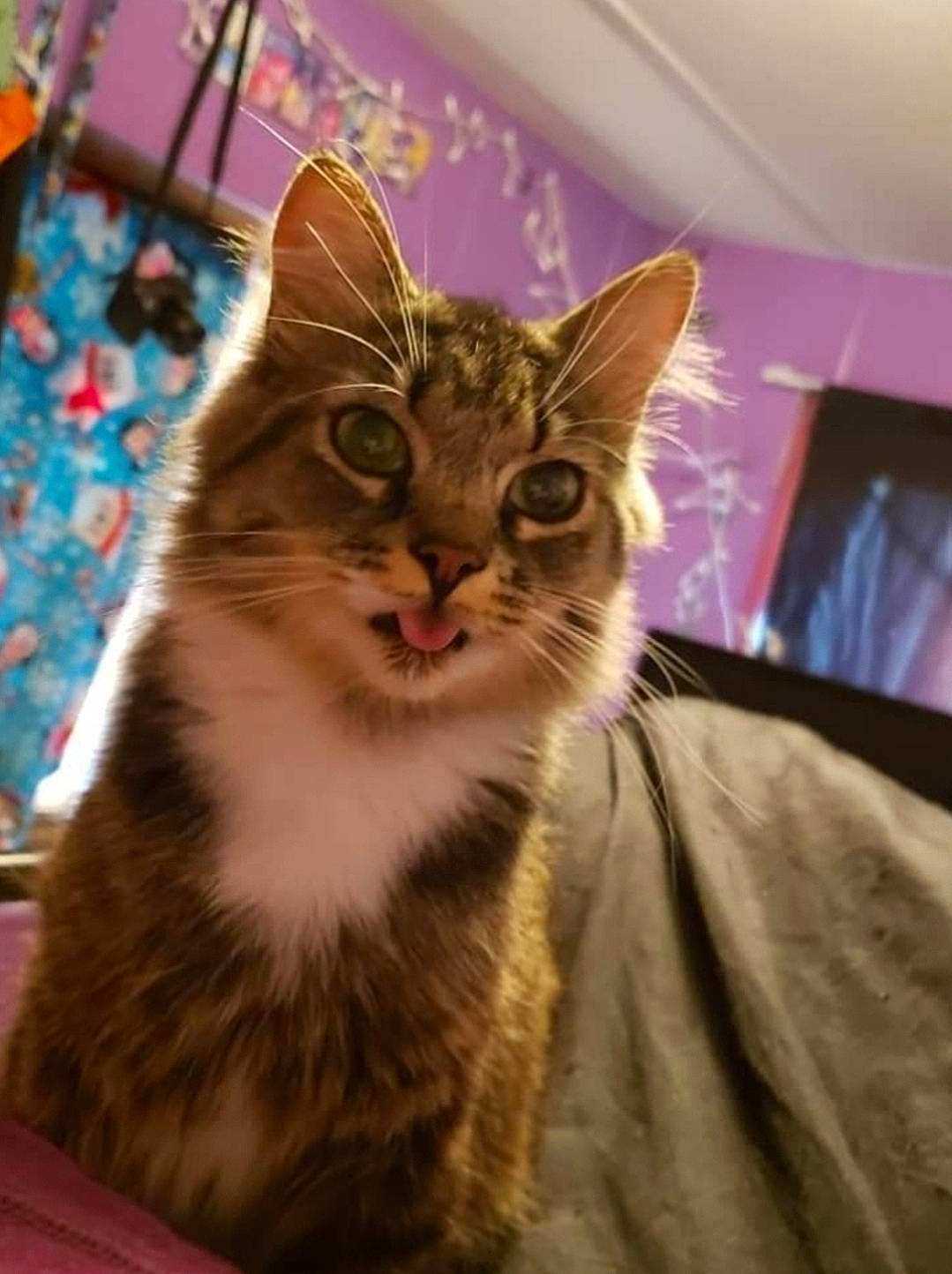 Hannibal joined the competition — help win amazing prizes! carnivore, cat, close_up, domestic_short_haired_cat, door, felidae, fur, paw, plant, small_to_medium_sized_cats, snout, tail, terrestrial_animal, tree, whiskers