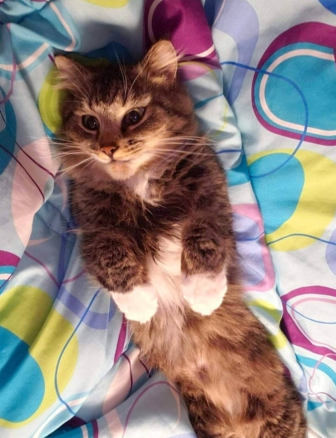 Hannibal joined the competition — help win amazing prizes! carnivore, cat, claw, comfort, domestic_short_haired_cat, fawn, felidae, fur, pattern, paw, puzzle, small_to_medium_sized_cats, tail, whiskers