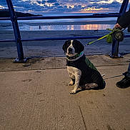 Coco joined the competition — help win amazing prizes! dog, leash, jacket, concrete, railing, beach, sunset, clouds, sky, water, reflection, person, footwear, outdoor, nature, sand, seaside, animal, walking, evening