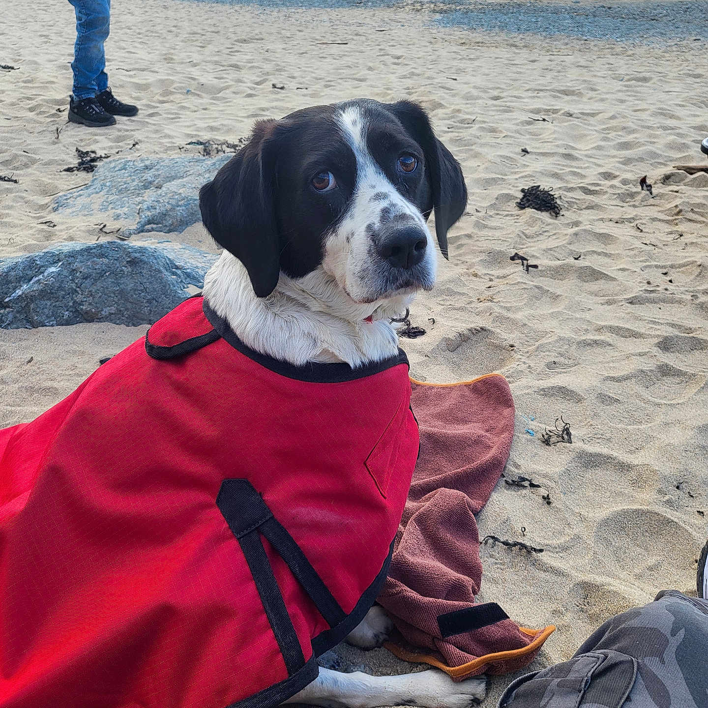 Coco joined the competition — help win amazing prizes! animal, beach, canine, casual, coat, daytime, dog, looking_back, nature, outdoor, person, pet, red_coat, relaxed, rocks, sand, scenery, seaweed, shoreline, water